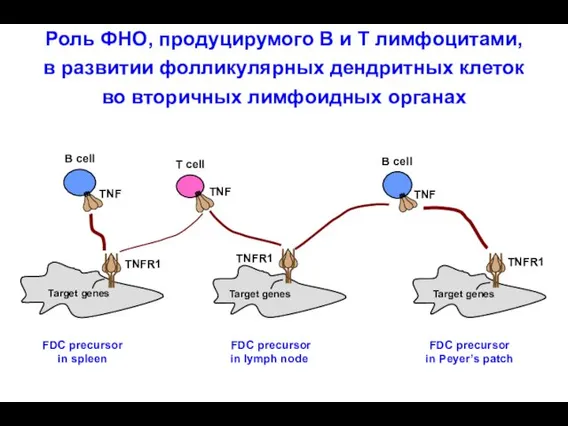 FDC precursor in spleen FDC precursor in lymph node FDC precursor in