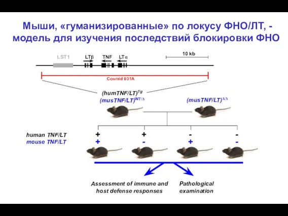 Мыши, «гуманизированные» по локусу ФНО/ЛТ, - модель для изучения последствий блокировки ФНО