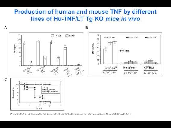 Production of human and mouse TNF by different lines of Hu-TNF/LT Tg