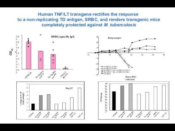 Human TNF/LT transgene rectifies the response to a non-replicating TD antigen, SRBC,