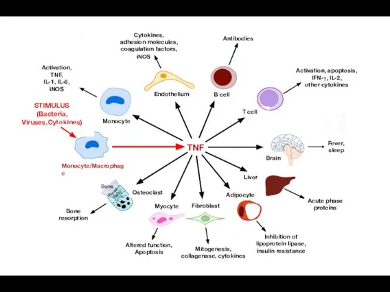 Mitogenesis, collagenase, cytokines Inhibition of lipoprotein lipase, insulin resistance Altered function, Apoptosis