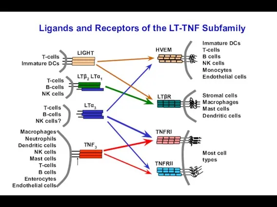 Ligands and Receptors of the LT-TNF Subfamily LTα3 LTβ2 LTα1 TNF3 TNFRII