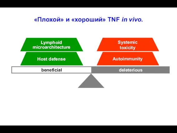 deleterious beneficial Lymphoid microarchitecture Host defense Systemic toxicity Autoimmunity «Плохой» и «хороший» TNF in vivo.