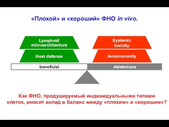 deleterious beneficial Lymphoid microarchitecture Host defense Systemic toxicity Autoimmunity «Плохой» и «хороший»