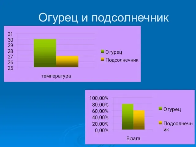 Огурец и подсолнечник