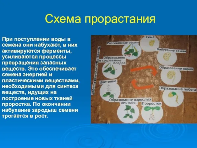 Схема прорастания При поступлении воды в семена они набухают, в них активируются