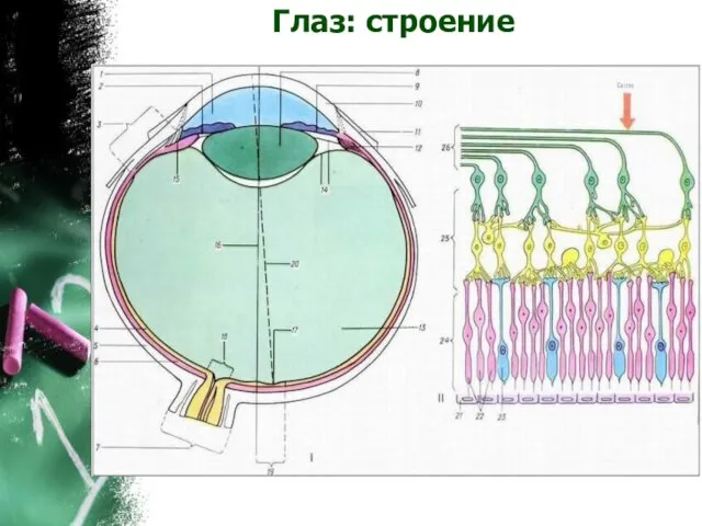 Глаз: строение