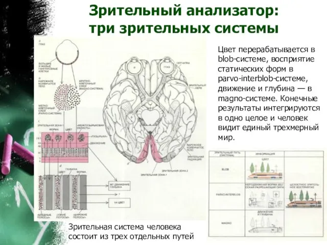 Зрительный анализатор: три зрительных системы Зрительная система человека состоит из трех отдельных