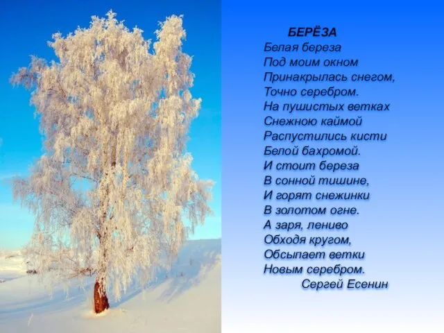 БЕРЁЗА Белая береза Под моим окном Принакрылась снегом, Точно серебром. На пушистых
