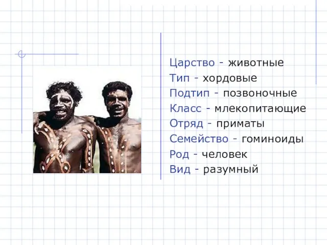 Царство - животные Тип - хордовые Подтип - позвоночные Класс - млекопитающие