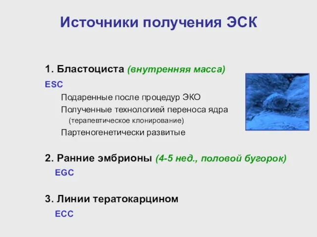 Источники получения ЭСК 1. Бластоциста (внутренняя масса) ESC Подаренные после процедур ЭКО