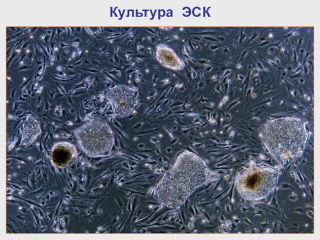 Культура ЭСК