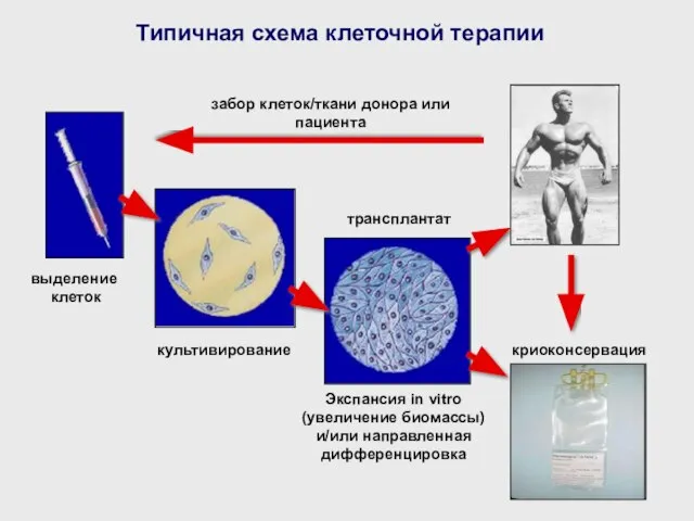 Типичная схема клеточной терапии забор клеток/ткани донора или пациента выделение клеток культивирование