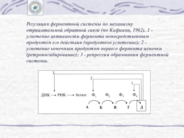 Регуляция ферментной системы по механизму отрицательной обратной связи (по Кафиани, 1962). 1