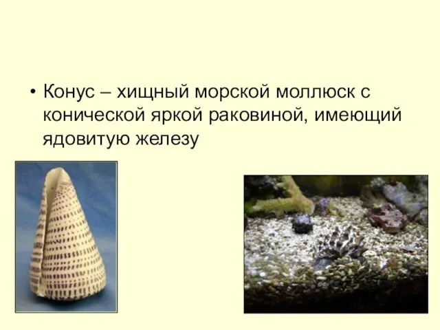 Конус – хищный морской моллюск с конической яркой раковиной, имеющий ядовитую железу