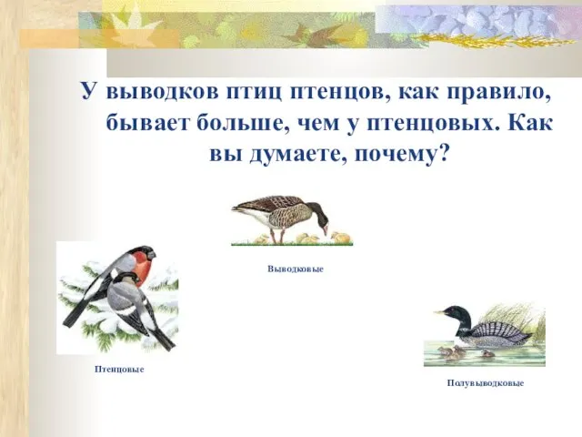 У выводков птиц птенцов, как правило, бывает больше, чем у птенцовых. Как