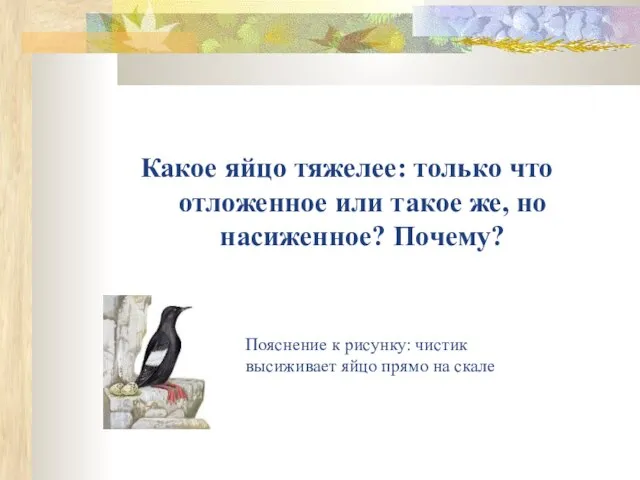 Какое яйцо тяжелее: только что отложенное или такое же, но насиженное? Почему?