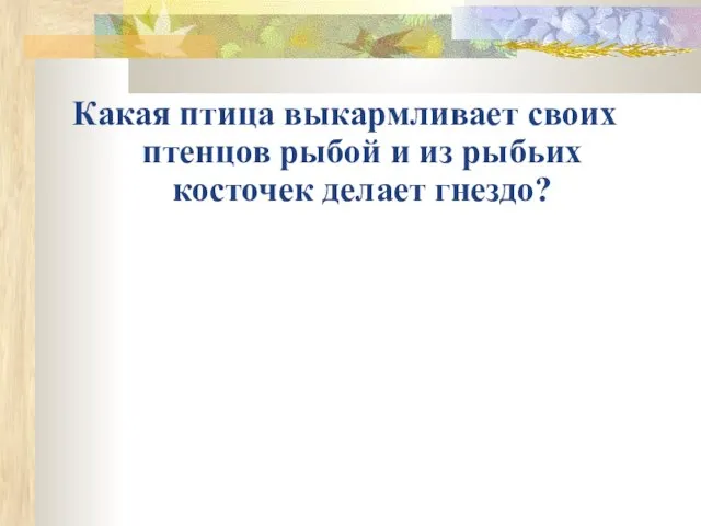 Какая птица выкармливает своих птенцов рыбой и из рыбьих косточек делает гнездо?