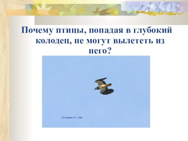 Почему птицы, попадая в глубокий колодец, не могут вылететь из него?