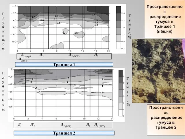 Глубина, см Глубина, см Траншея 2 Траншея 1 Гуму с,% Гумус,% Пространственное