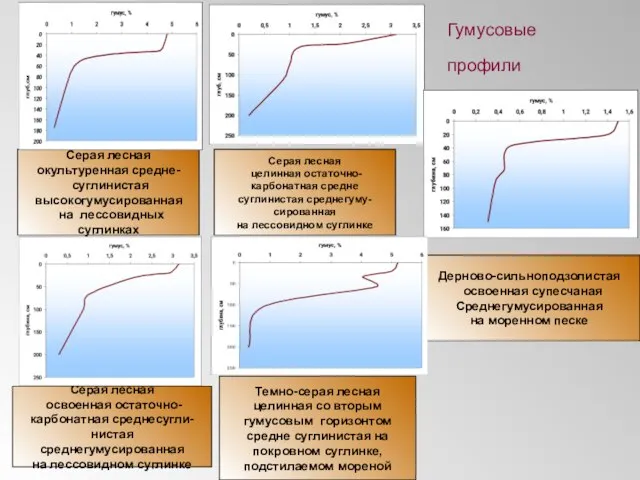 Гумусовые профили Темно-серая лесная целинная со вторым гумусовым горизонтом средне суглинистая на