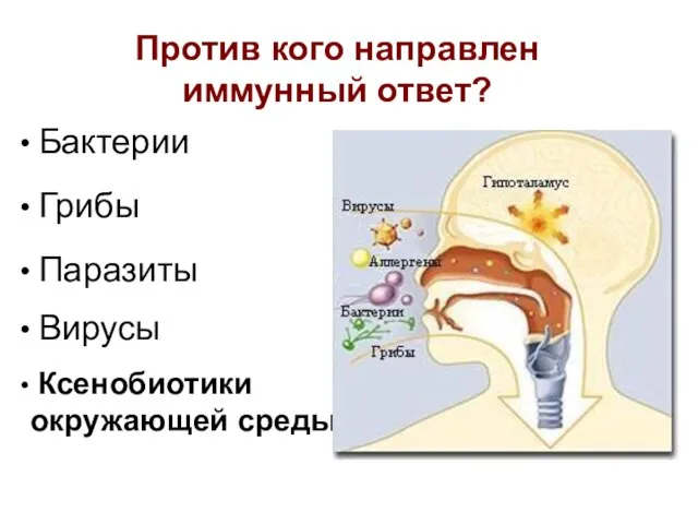 Против кого направлен иммунный ответ? Бактерии Грибы Паразиты Вирусы Ксенобиотики окружающей среды