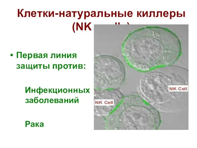 Клетки-натуральные киллеры (NK - cells) Первая линия защиты против: Инфекционных заболеваний Рака