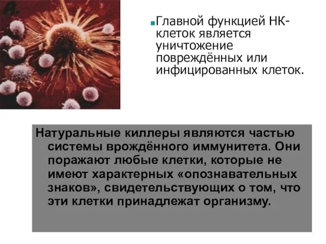 Натуральные киллеры являются частью системы врождённого иммунитета. Они поражают любые клетки, которые