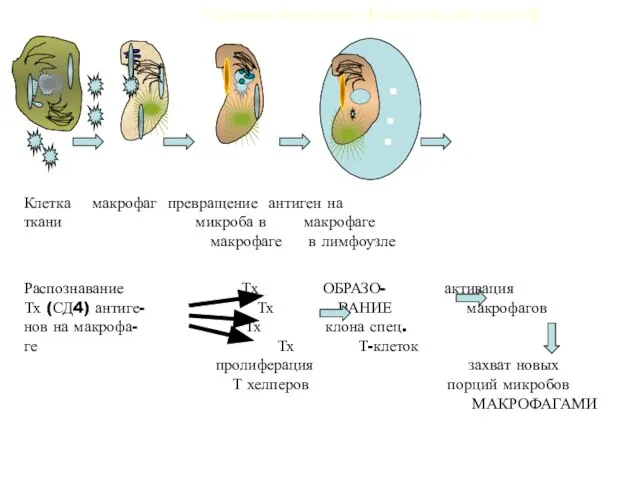 Тканевой иммунитет (микробы вне клетки) Клетка макрофаг превращение антиген на ткани микроба