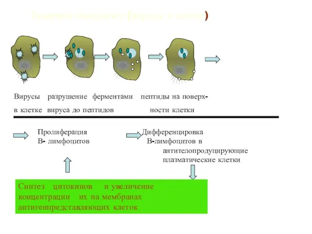 Тканевой иммунитет (вирусы в клетке) Пролиферация Дифференцировка В- лимфоцитов В-лимфоцитов в антителопродуцирующие