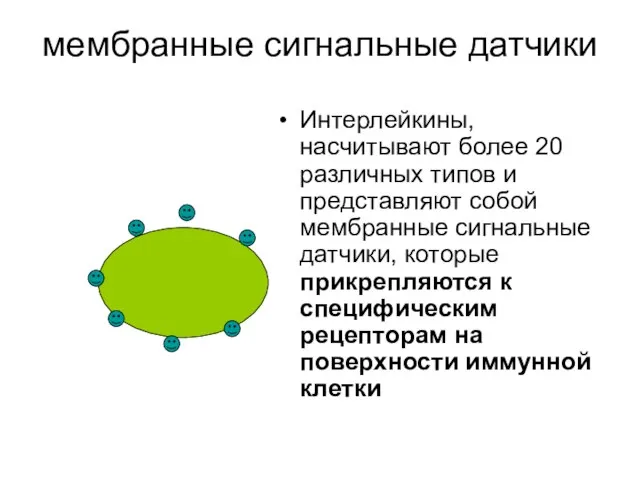 мембранные сигнальные датчики Интерлейкины, насчитывают более 20 различных типов и представляют собой