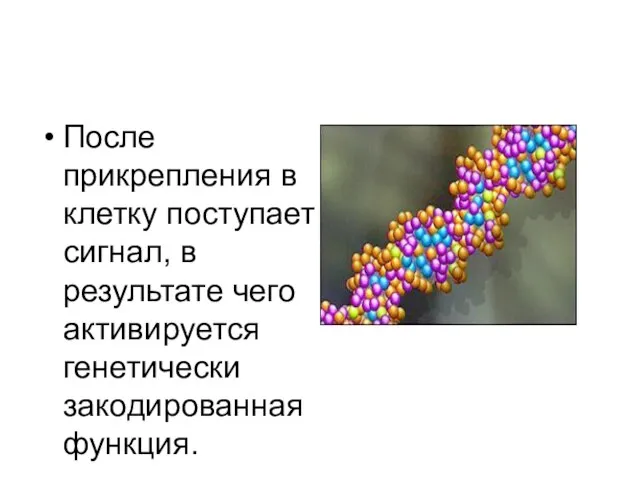 После прикрепления в клетку поступает сигнал, в результате чего активируется генетически закодированная функция.