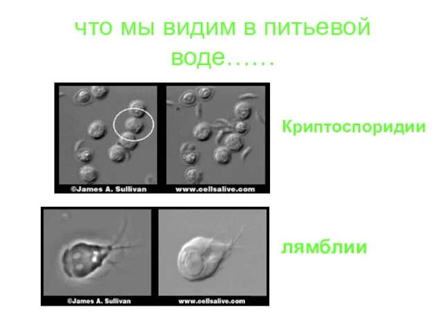 что мы видим в питьевой воде…… лямблии Криптоспоридии