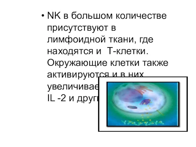 NK в большом количестве присутствуют в лимфоидной ткани, где находятся и Т-клетки.