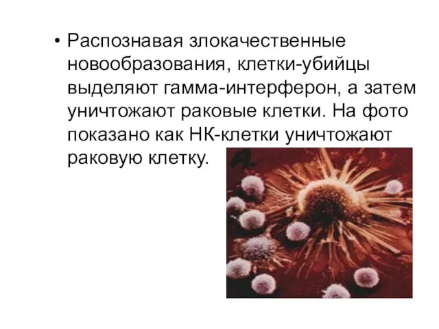 Распознавая злокачественные новообразования, клетки-убийцы выделяют гамма-интерферон, а затем уничтожают раковые клетки. На