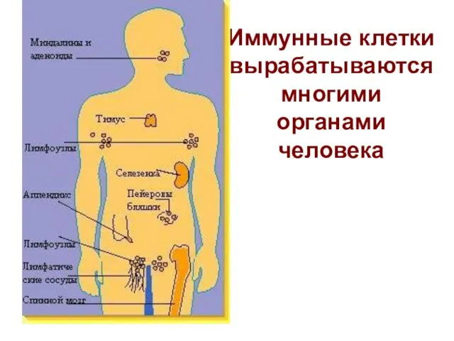 Иммунные клетки вырабатываются многими органами человека