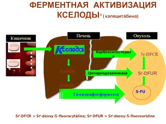 ФЕРМЕНТНАЯ АКТИВИЗАЦИЯ КСЕЛОДЫ® ( капецитабина) 5ґ-DFCR 5ґ-DFUR Карбоксилэстераза Цитидиндезаминаза 5ґ-DFCR 5ґ-DFUR 5ґ-DFCR