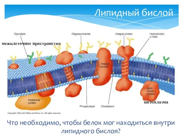 Что необходимо, чтобы белок мог находиться внутри липидного бислоя? Липидный бислой цитоплазма межклеточное пространство