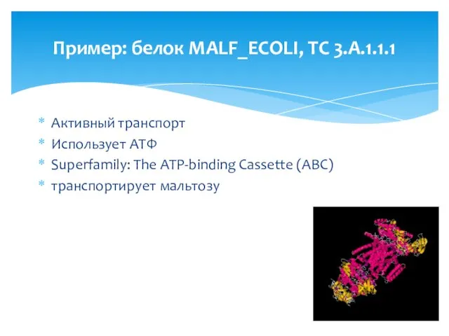 Активный транспорт Использует АТФ Superfamily: The ATP-binding Cassette (ABC) транспортирует мальтозу Пример: белок MALF_ECOLI, TC 3.A.1.1.1