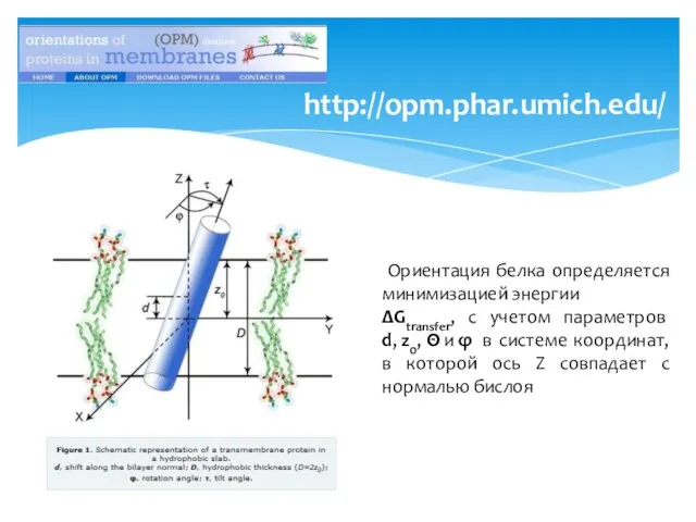 http://opm.phar.umich.edu/ Ориентация белка определяется минимизацией энергии ΔGtransfer, с учетом параметров d, z0,