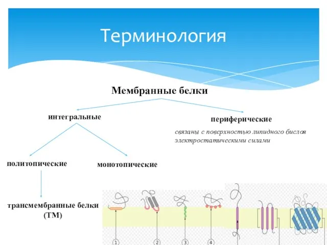 Терминология связаны с поверхностью липидного бислоя электростатическими силами Мембранные белки интегральные периферические