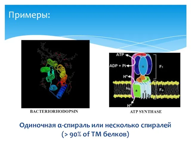 Примеры: BACTERIORHODOPSIN Одиночная α-спираль или несколько спиралей (> 90% of TM белков) ATP SYNTHASE