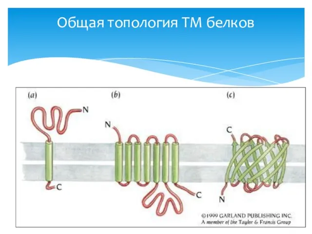 Общая топология TM белков