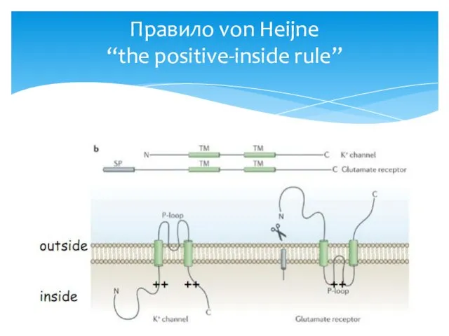 Правило von Heijne “the positive-inside rule”