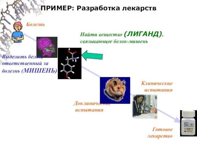 ПРИМЕР: Разработка лекарств Болезнь Выделить белок, ответственный за болезнь (МИШЕНЬ) Найти вещество