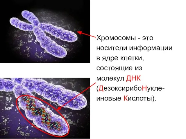 Хромосомы - это носители информации в ядре клетки, состоящие из молекул ДНК (ДезоксирибоНукле- иновые Кислоты).