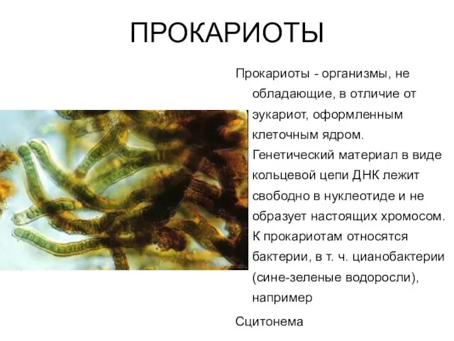 ПРОКАРИОТЫ Прокариоты - организмы, не обладающие, в отличие от эукариот, оформленным клеточным