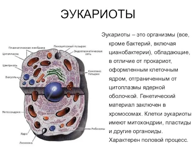 ЭУКАРИОТЫ Эукариоты – это организмы (все, кроме бактерий, включая цианобактерии), обладающие, в