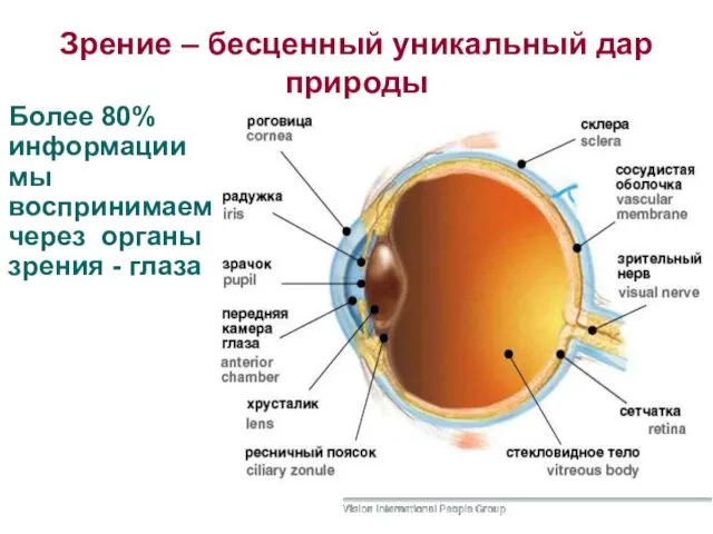 Зрение – бесценный уникальный дар природы Более 80% информации мы воспринимаем через органы зрения - глаза
