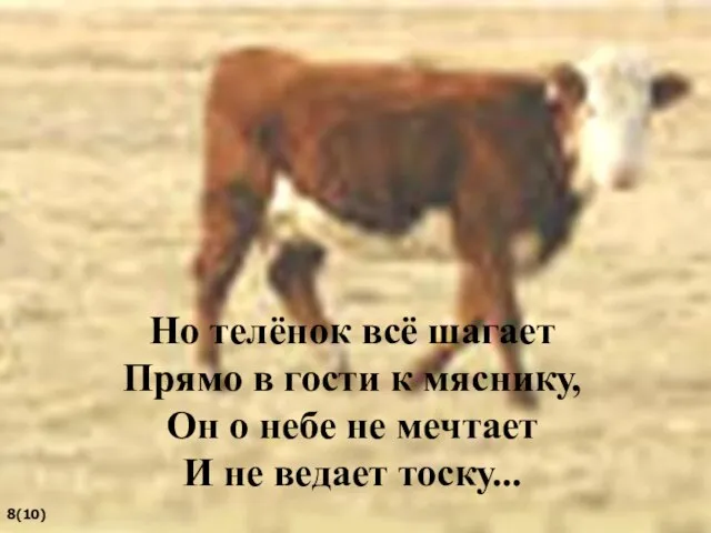 Но телёнок всё шагает Прямо в гости к мяснику, Он о небе